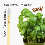 Plantable pencil that grows into a basil herb plant.
