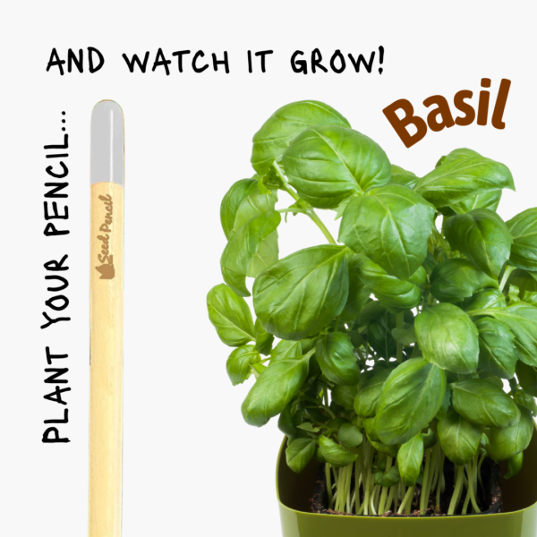 Plantable pencil that grows into a basil herb plant.