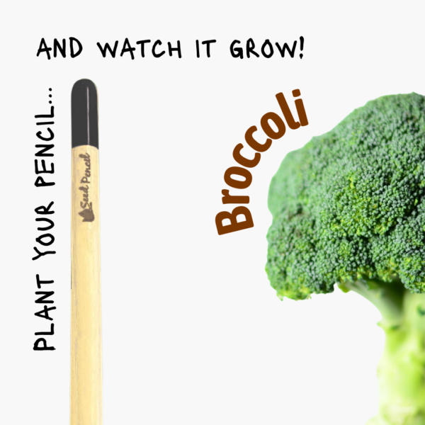 Plantable pencil that grows broccoli.