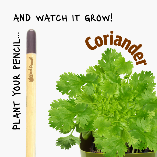Eco-friendly pencil that grows into coriander.
