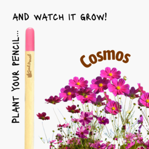 Plantable pencil that grows into cosmos flowers.