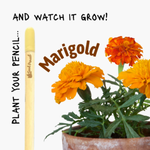 Eco-friendly pencil that grows into marigolds.