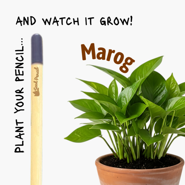 Eco-friendly pencil that grows Marog / amaranth greens.