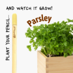 Eco-friendly pencil that grows into parsley.