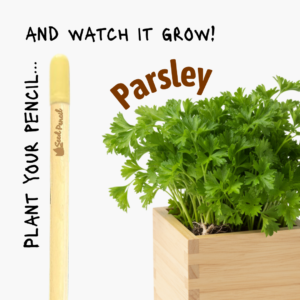 Eco-friendly pencil that grows into parsley.