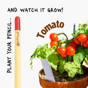 Pencil designed to be planted to grow tomatoes.